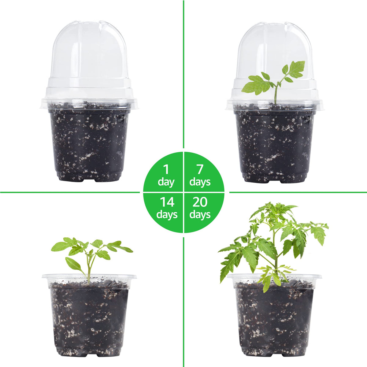 Bonviee mini garden setup showing neat pot arrangement