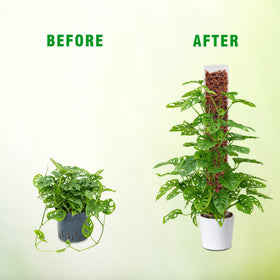 Bonviee pot setup demonstrating quick indoor climbing plant support.