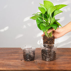 Bonviee seed-start pots with labels show organization and precise planning.