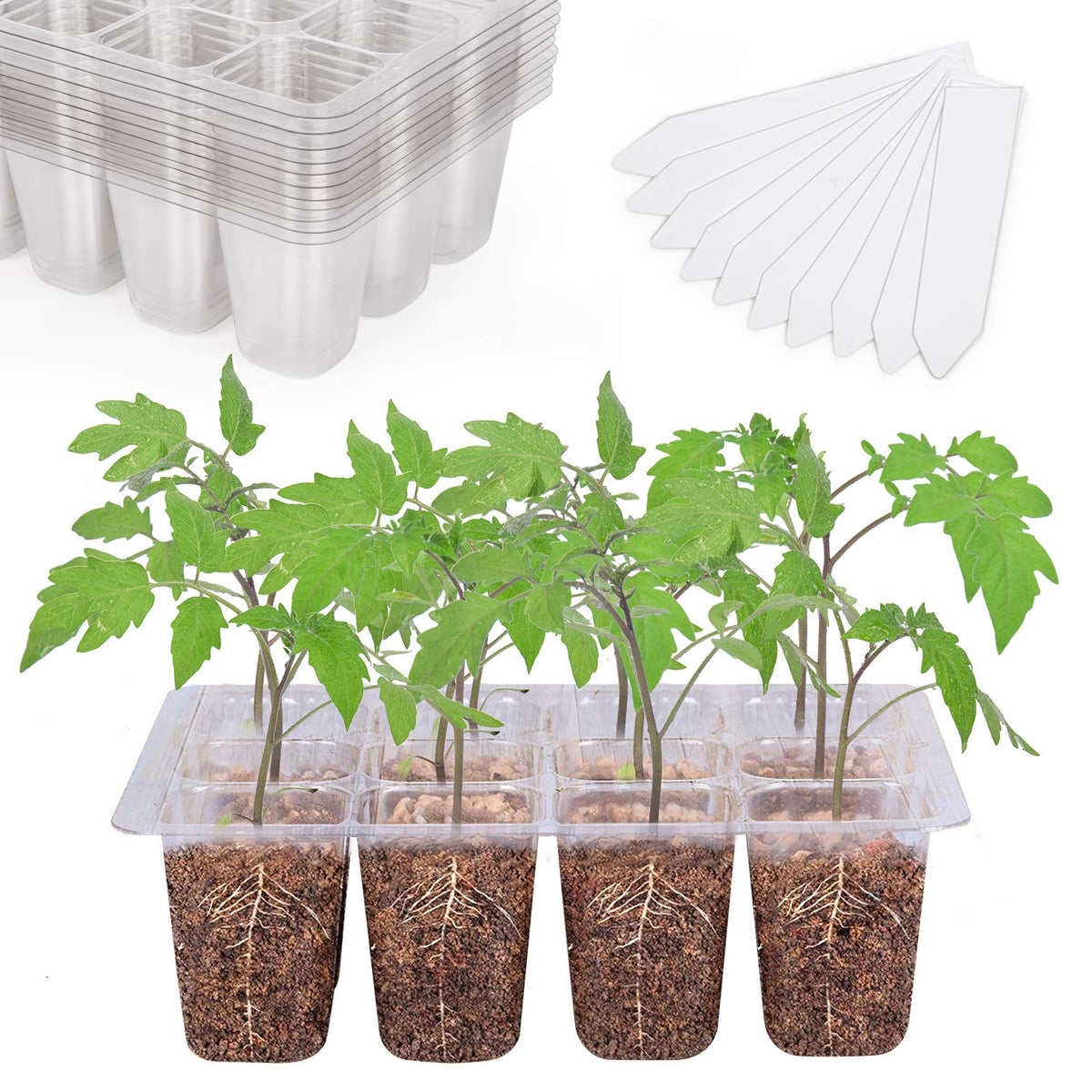 Bonviee seed starter tray with 12 cells and clear view for root monitoring.