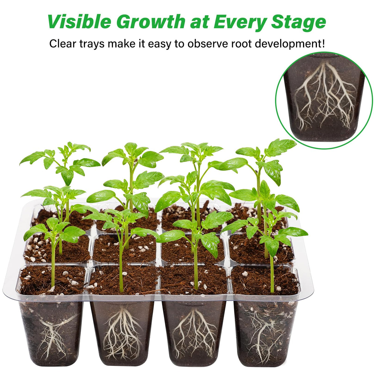 Bonviee tray with drainage holes supports healthy root growth for seedlings.
