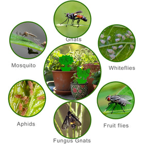 Boromine fruit fly trap used in a greenhouse to reduce pests naturally.