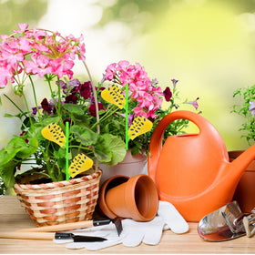 Non-toxic, odorless design protects pets and people while trapping pests.