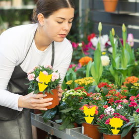 Boromine 100-pack packaging shown for large-scale plant care.