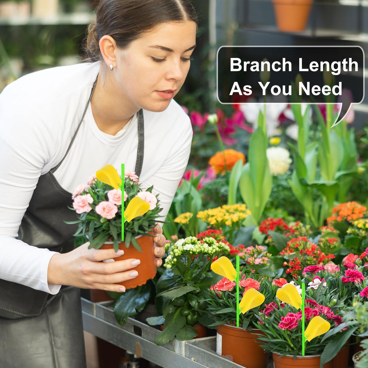 Boromine plant fly stickers with long-lasting adhesive for outdoor use.
