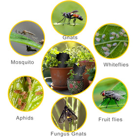 Boromine trap placed in soil provides continuous protection against gnats and pests