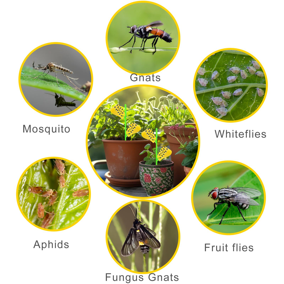 60-pack Boromine traps with holders simplify garden pest control.