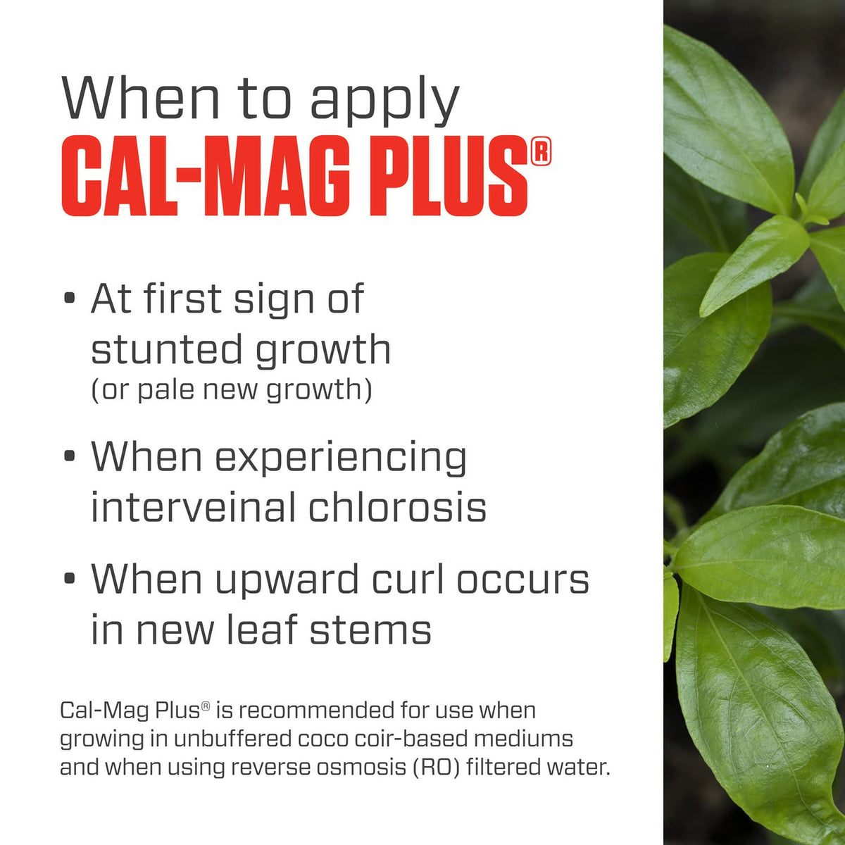 Spray application on leaves with Cal-Mag Plus for targeted nutrition.