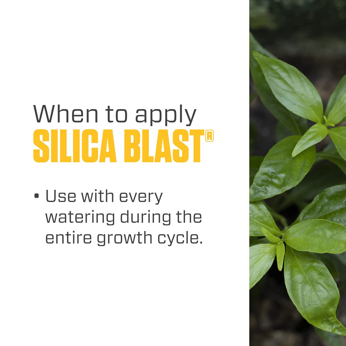 Botanicare Silica Blast dilution step image suggests safe mixing with water.