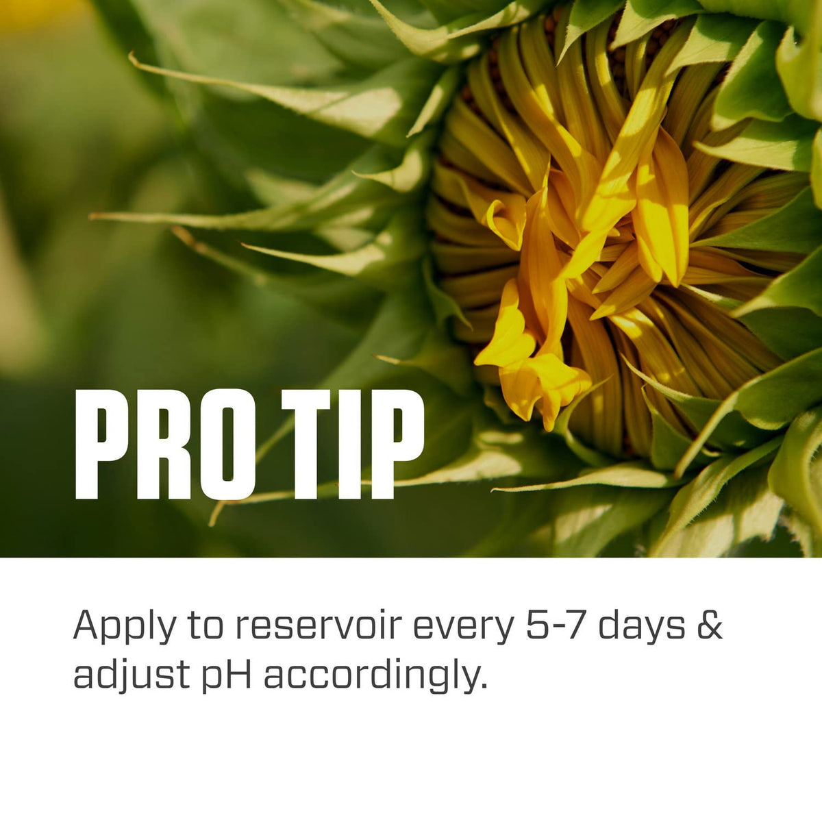 Botanicare Silica Blast in a hydroponic reservoir underscores compatibility with soilless systems.