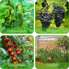 BOTINDO heavy-duty stakes help organize climbing plants and protect stems from wind.
