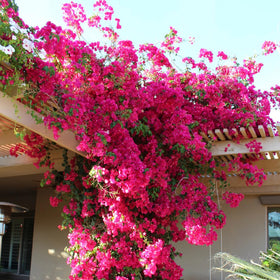 Bougainvillea flower close-up vivid colors for summer displays.