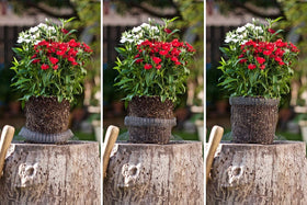 boUod 15-gallon basket installed in soil around plant roots