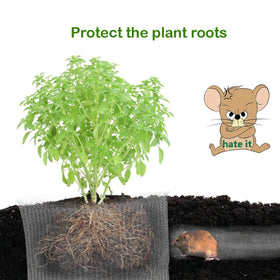 boUod basket being wrapped around a root ball during planting