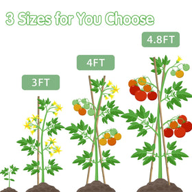 BOVITRO bamboo stake helps beans climb with space efficiency