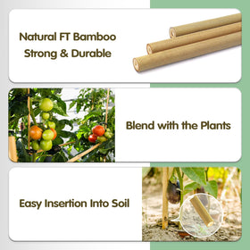 BOVITRO bamboo stake provides sturdy support for eggplant