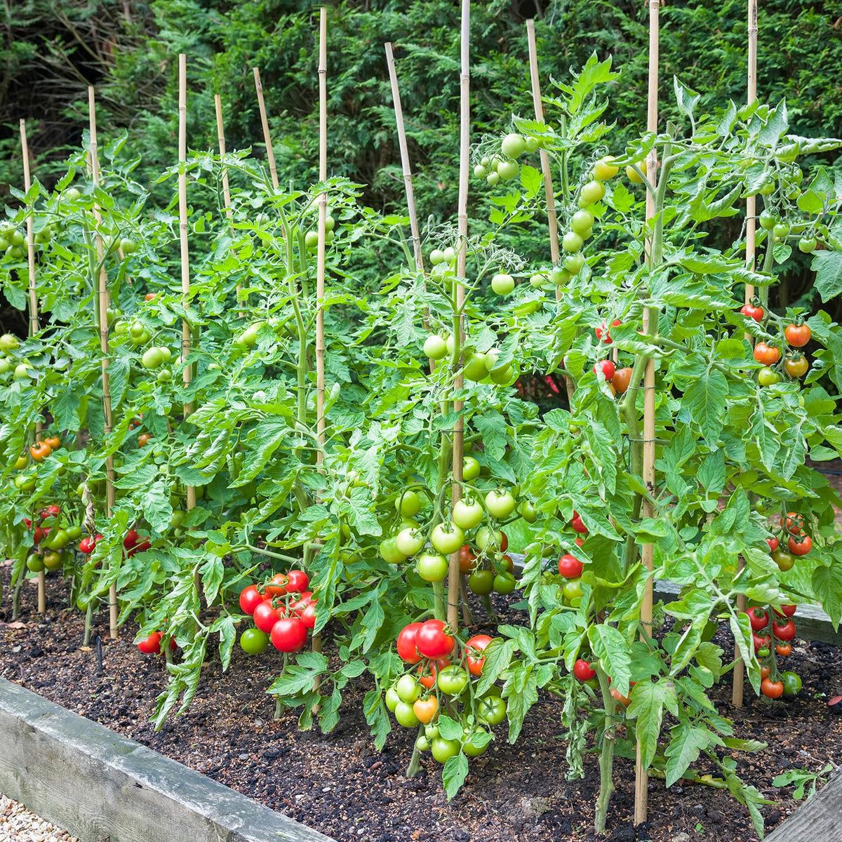 BOVITRO stakes serve as garden markers or fence posts