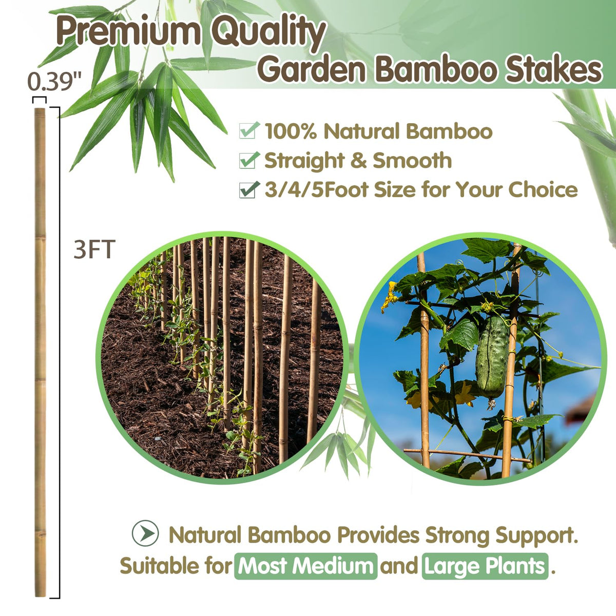 BOVITRO 3ft bamboo stake keeps pepper vines steady and guided