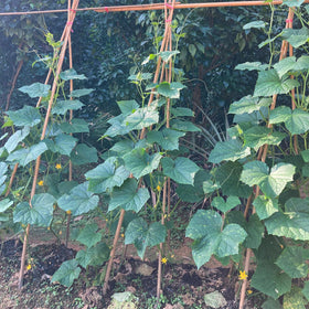 BOVITRO bamboo stakes help vines grow upward toward light with natural support