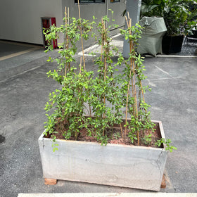 BOVITRO pot plant stake 18in with green ties for easy setup.