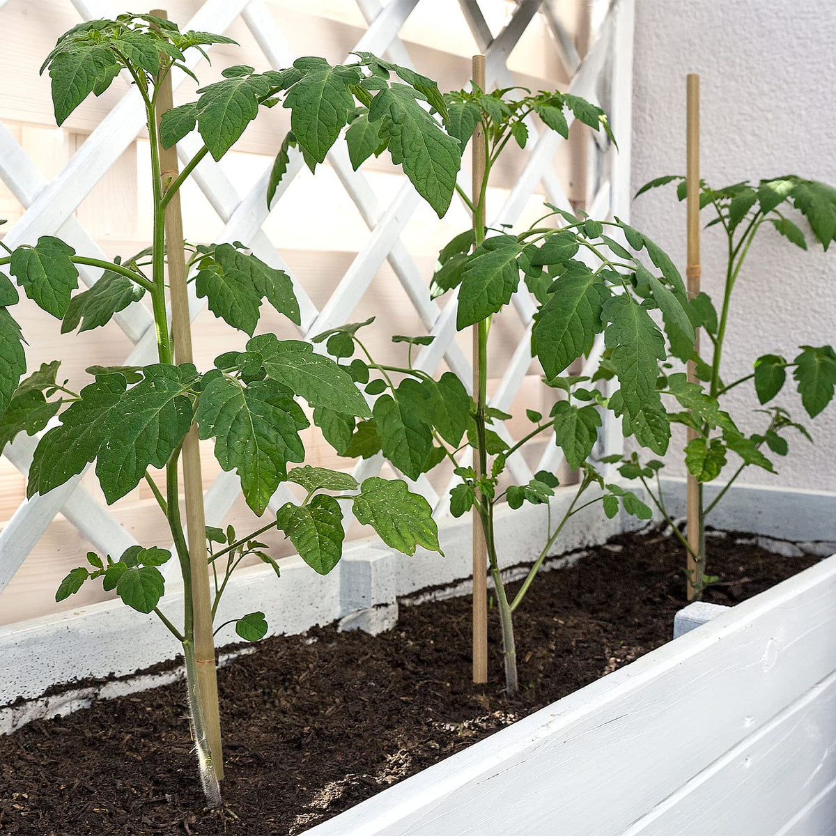 BOVITRO vegetable stake 18in natural bamboo for versatile plant support.