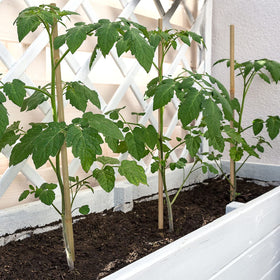 BOVITRO vegetable stake 18in natural bamboo for versatile plant support.