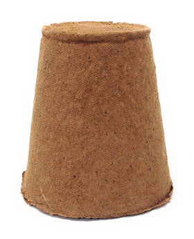 Br BRILLANTE seedling in a 4-inch pot demonstrates simple growth and root penetration.