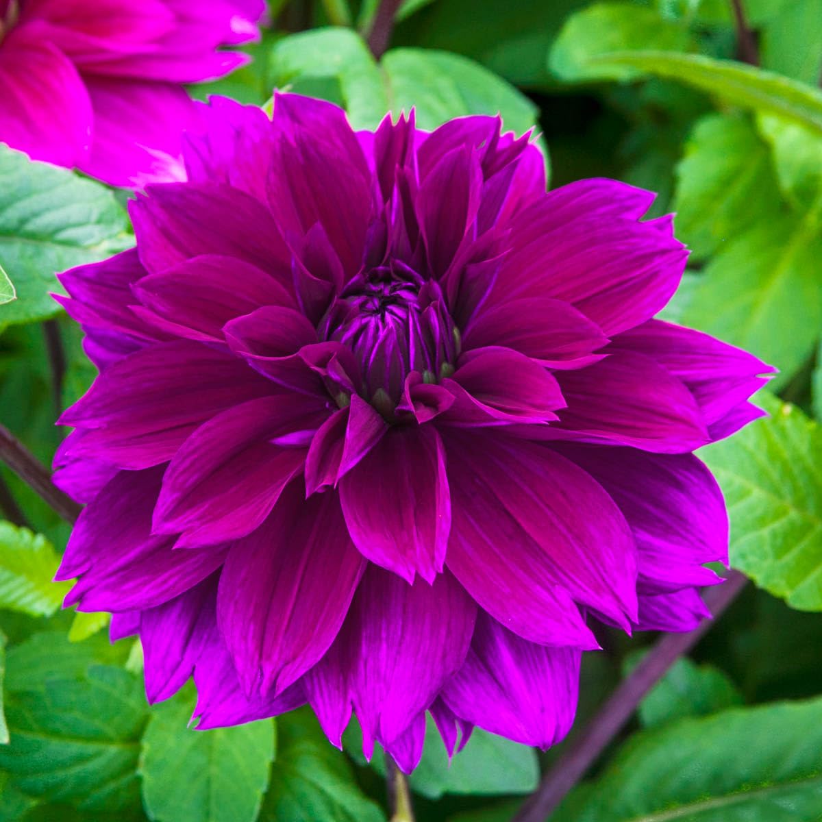 BRECK'S Summer flowering mix — five tubers per offer to plant this season.