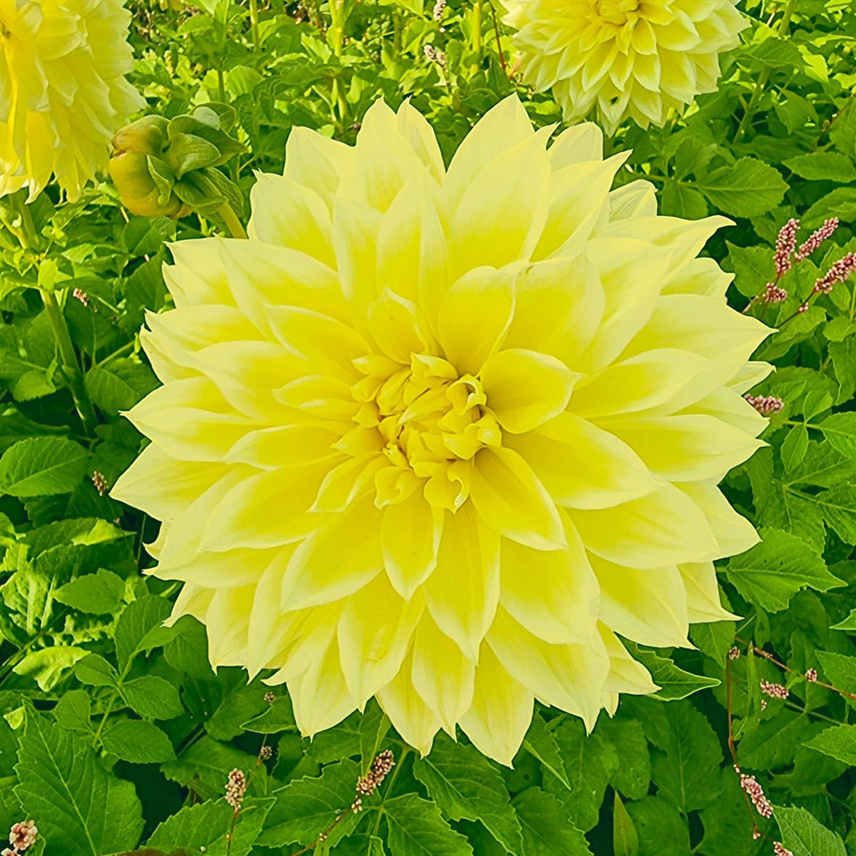 BRECK'S Dinnerplate mix — red, yellow, purple, white and pink blossoms for color variety.