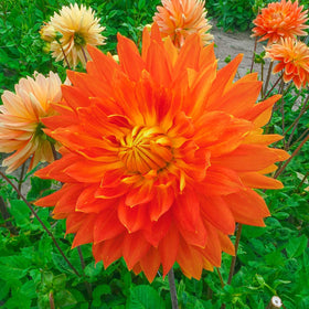 BRECK'S Dahlia mixture — dormant bare root tubers ready to plant this season.