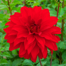 BRECK'S Dahlia mixture — tall stems reach 42-50 inches for garden drama.