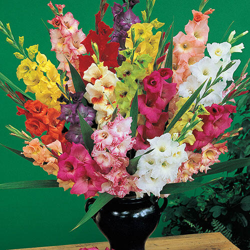 BRECK'S Deluxe Dutch Gladiolus bulbs in bright sun for garden display