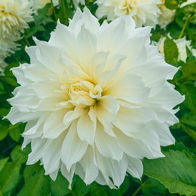 BRECK'S Dinnerplate Dahlias — 7-10 inch blooms add dramatic color to borders.