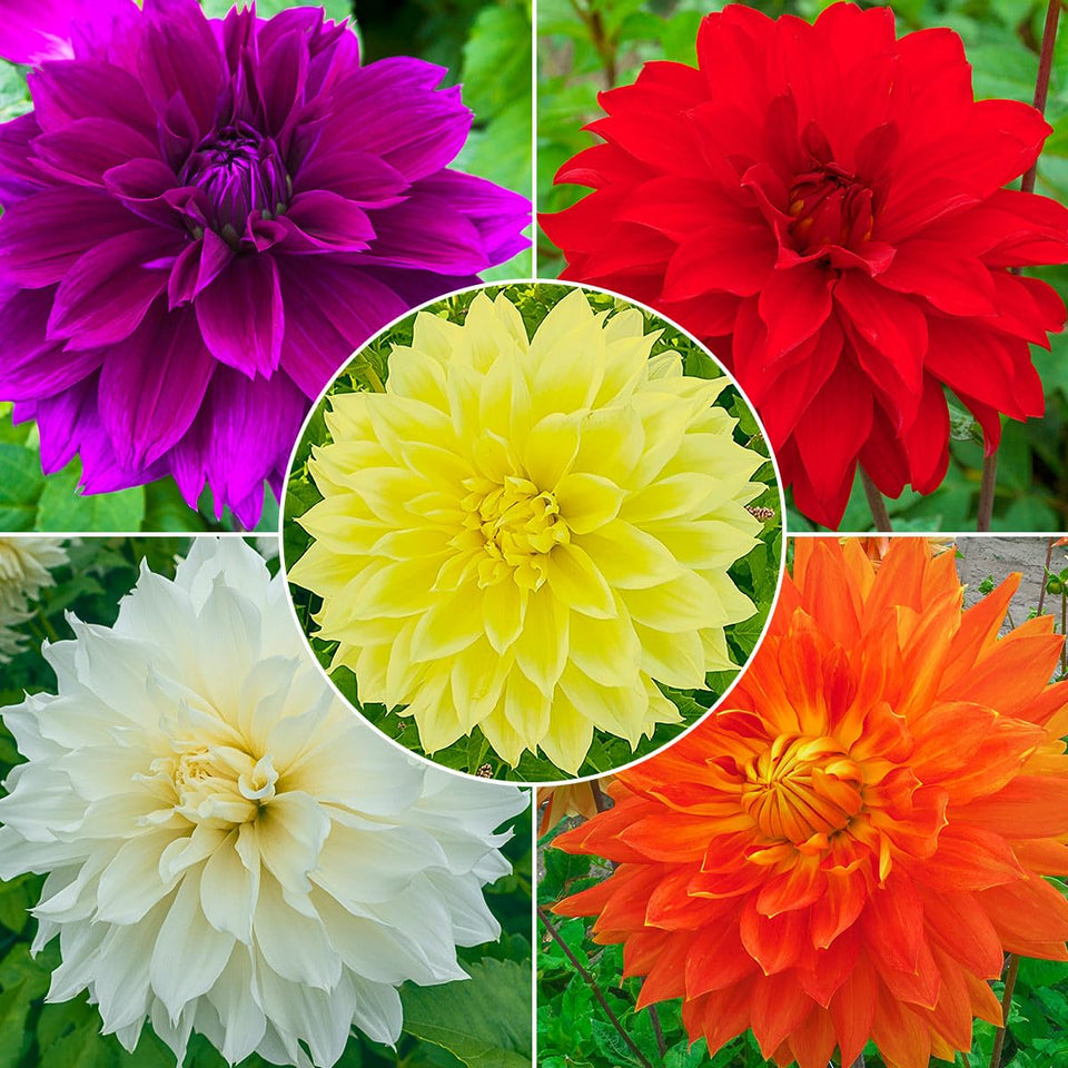 BRECK'S Summer Dahlia mixture — exotic multicolor blooms brighten garden beds.