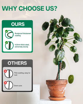 Breeze Touch seedling to tomato support guides growth from early stage to fruiting.