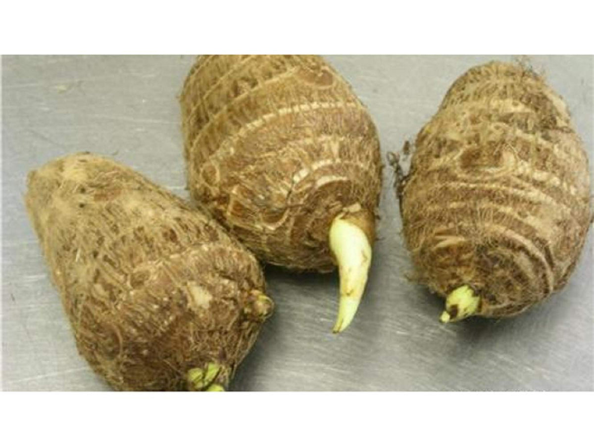 Bright Sun Colocasia elephant ear bulbs ready for planting in fertile soil