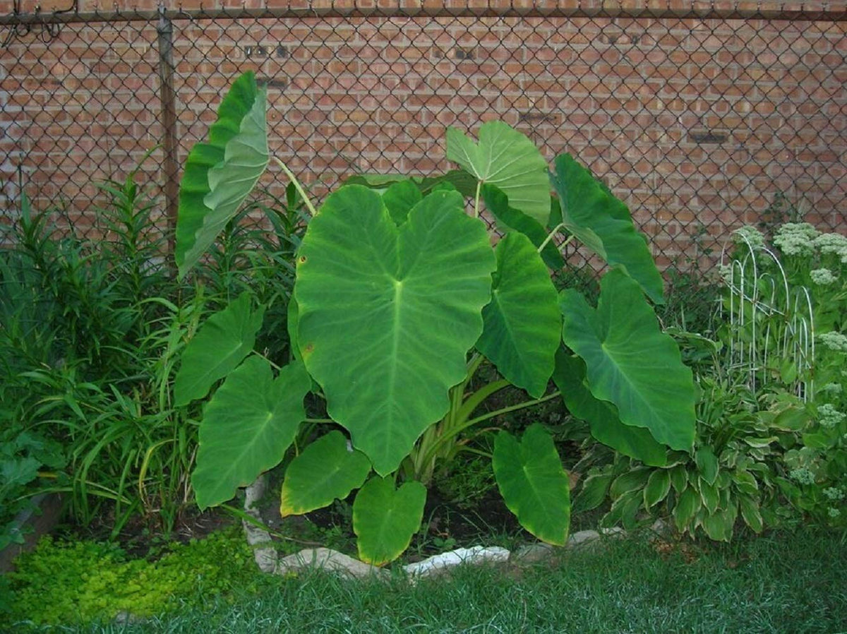 Bright Sun Colocasia elephant ear leaves showcased for garden design
