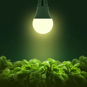 Briignite A19 LED grow light with 180 degree beam for seedlings.
