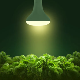 Briignite BR30 chip closeup highlights efficient LEDs delivering bright light.