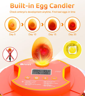 Brnvl automatic turner enables regular egg turning every 2 hours.