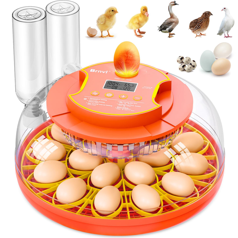 Brnvl 18 egg incubator top view for easy hatch monitoring.