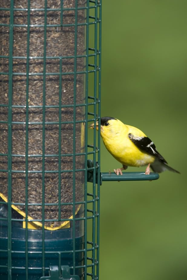 Brome durable outdoor feeder supports finches and small birds.