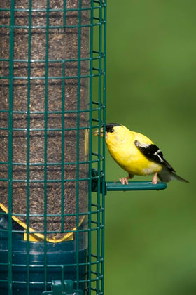 Brome durable outdoor feeder supports finches and small birds.