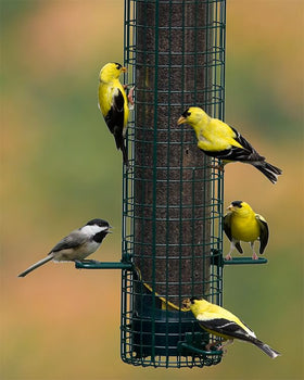 Brome Nyjer seed feeder with 2-4 lb capacity for busy feeders.