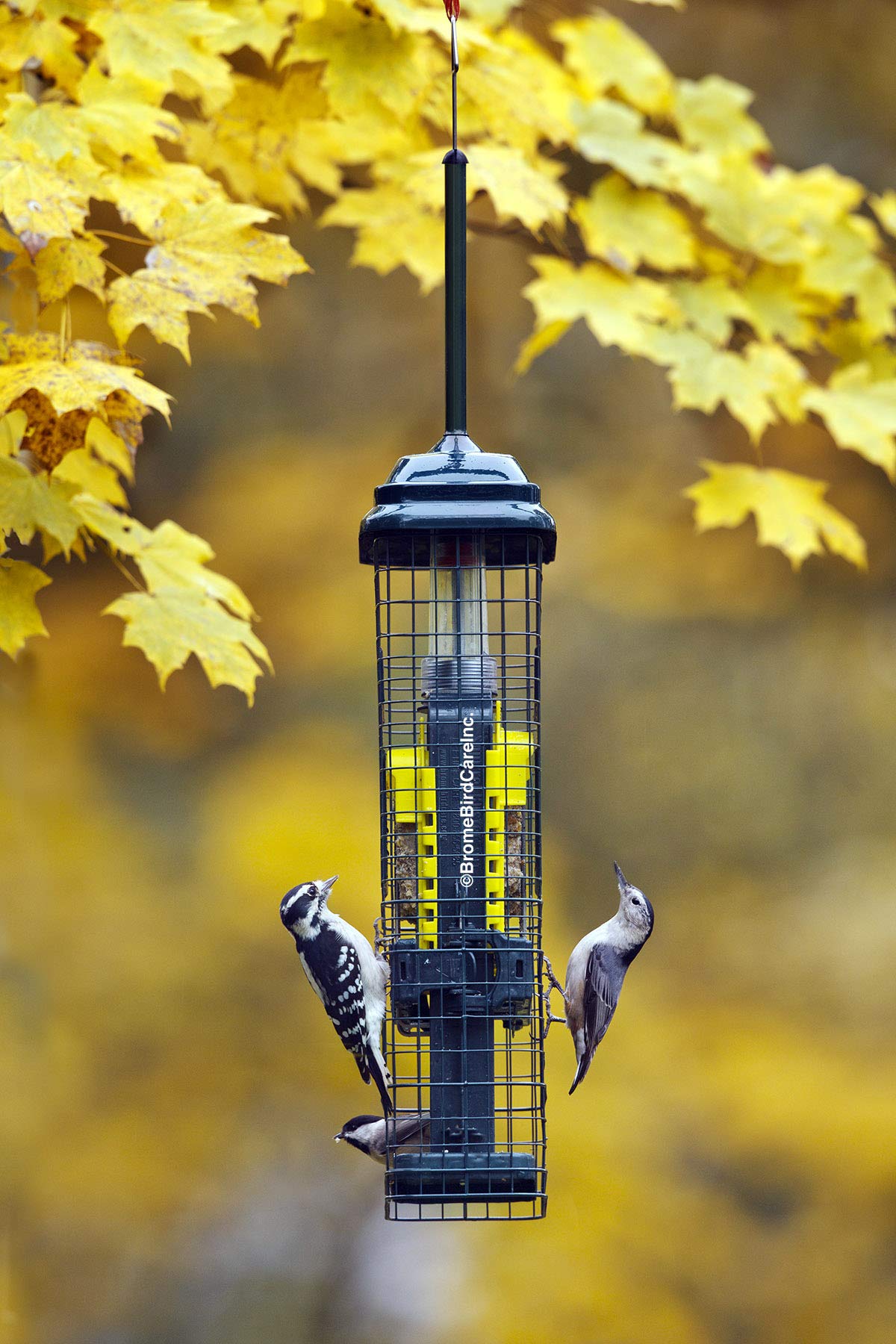 Brome Squirrel Buster crumb port reducing waste and guiding crumbs