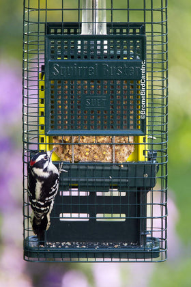 Detachable components of the Brome Squirrel Buster for easy cleaning