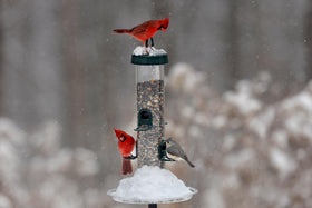 Brome Tube 200 extra-wide perches provide secure grip for comfortable feeding.