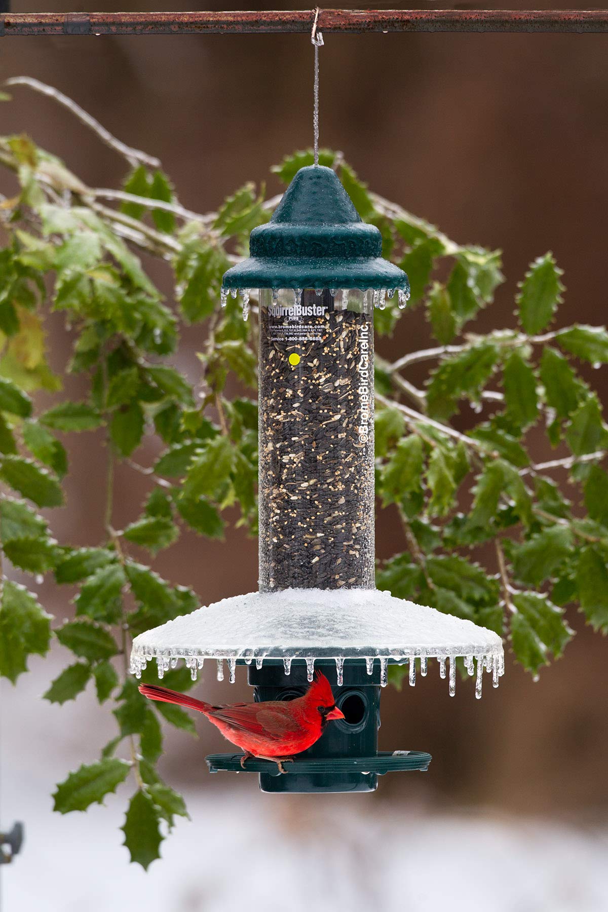 Weather Guard shows dry seed protection during rain for Squirrel Buster Plus.