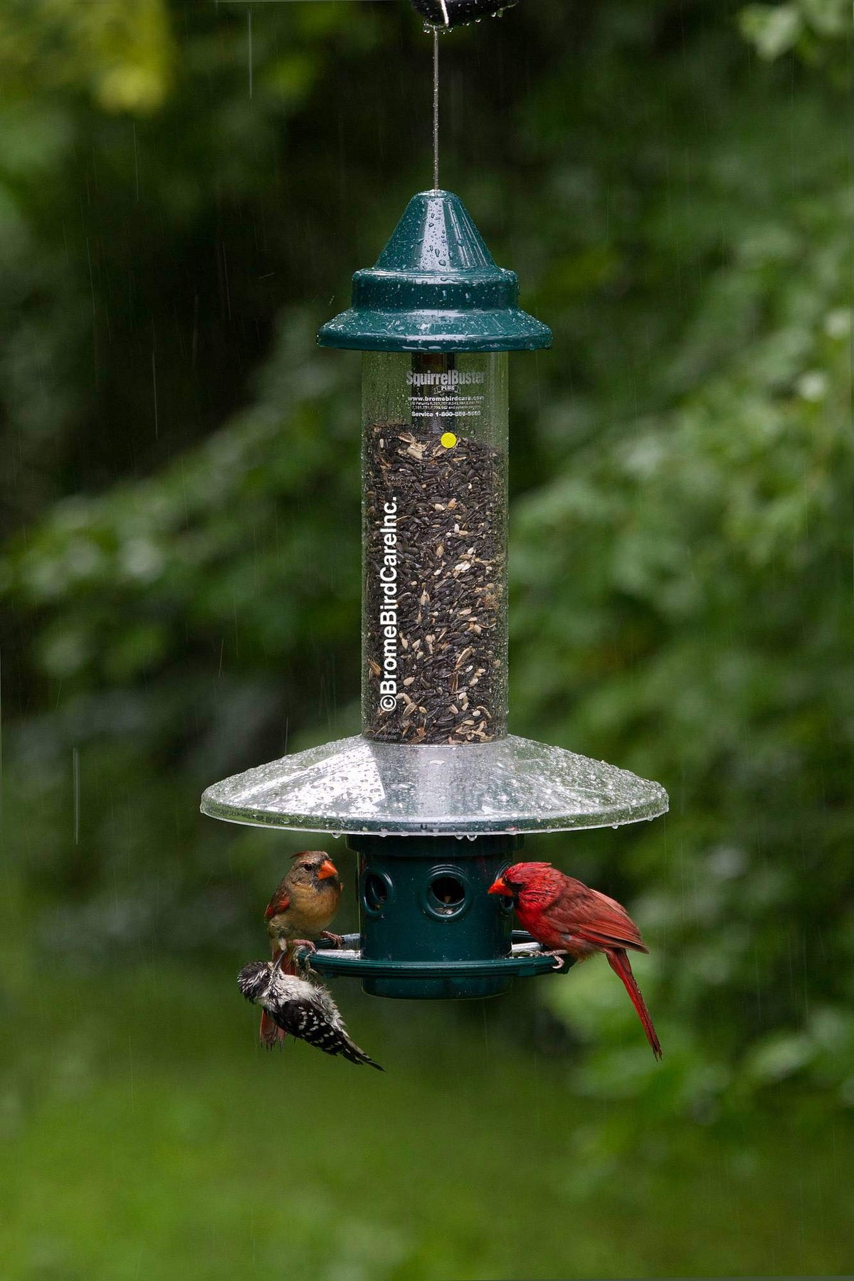 Brome Weather Guard demonstrates tool-free, hand dismantle setup on the feeder.