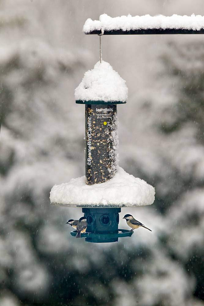 UV-resistant materials of the Weather Guard protect the feeder from sun exposure.